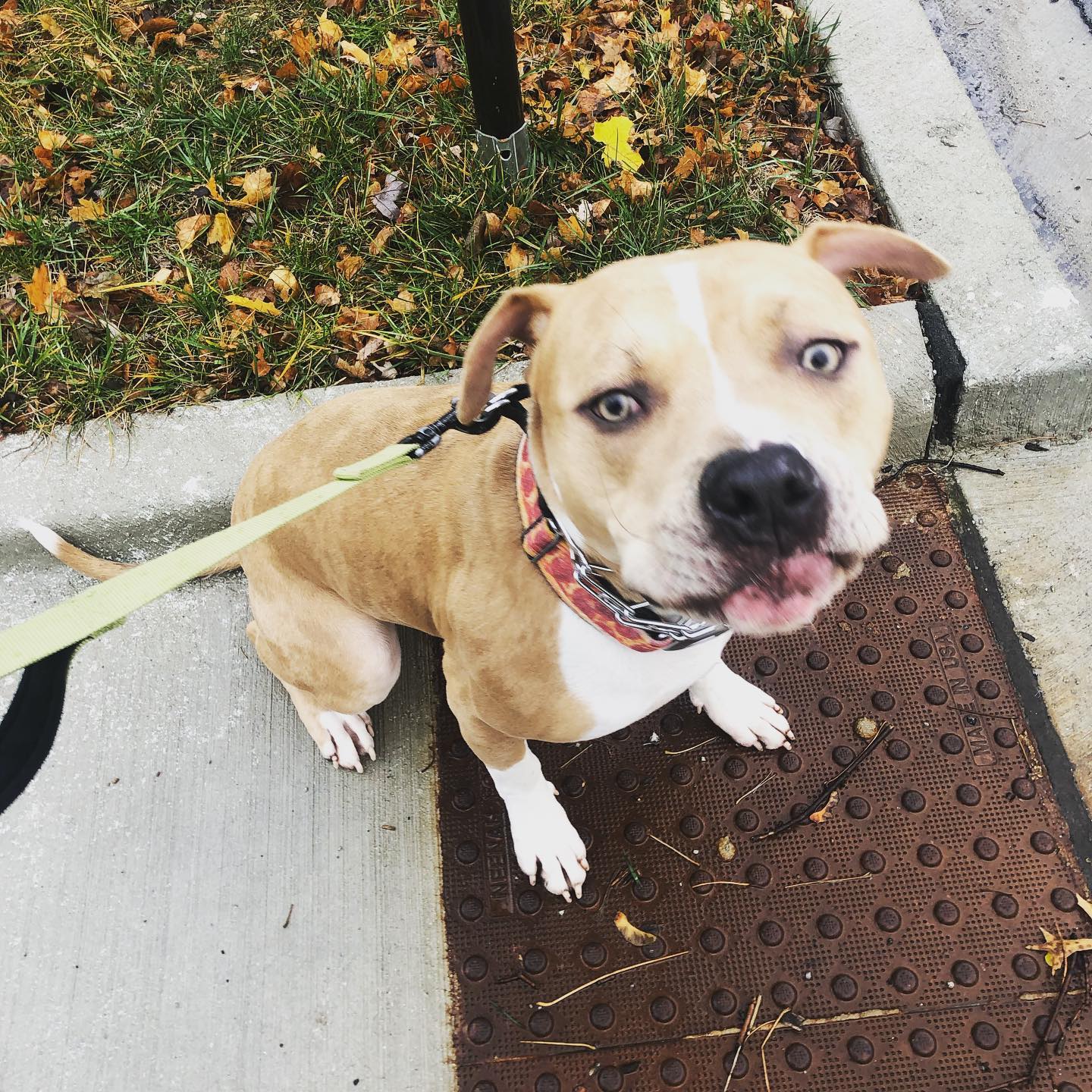 Right Rail Dog Image